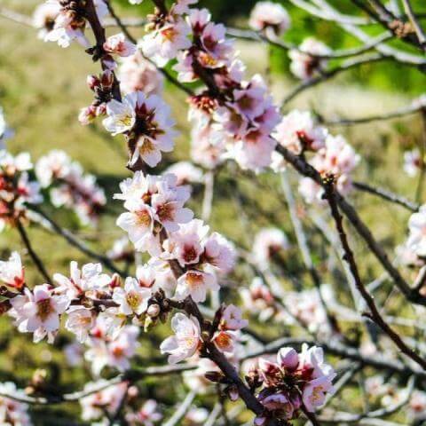 almendros_en_flor