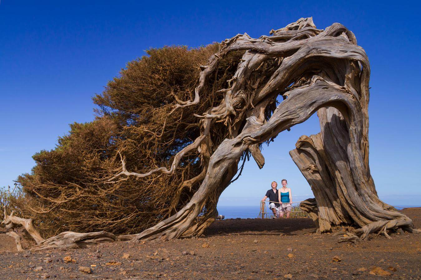 El Hierro. La Dehesa.  El Sabinar