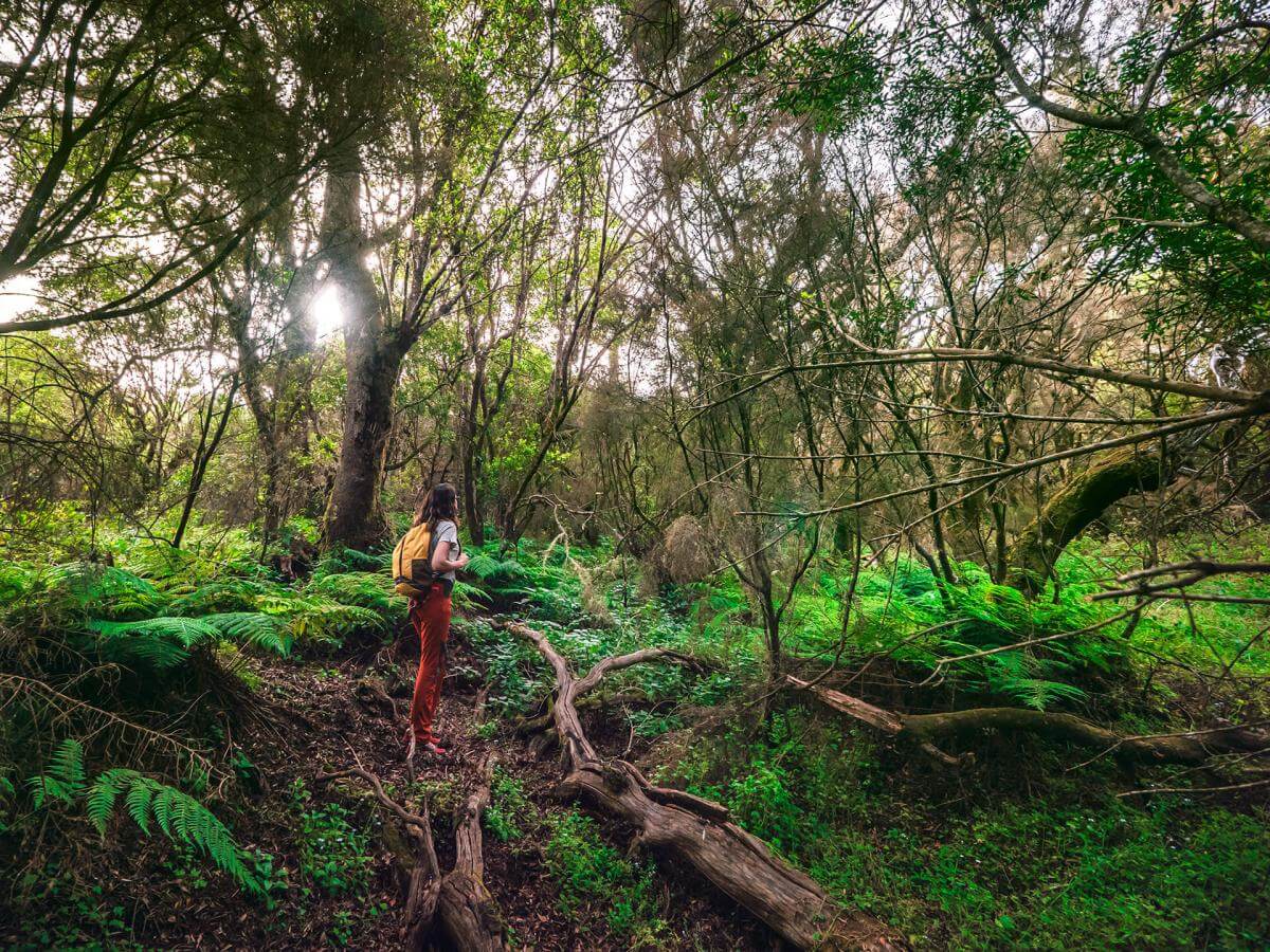 Reserva de Mencáfete Espacios naturales de El Hierro